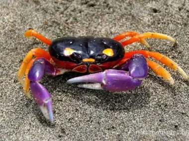 halloween crab biome