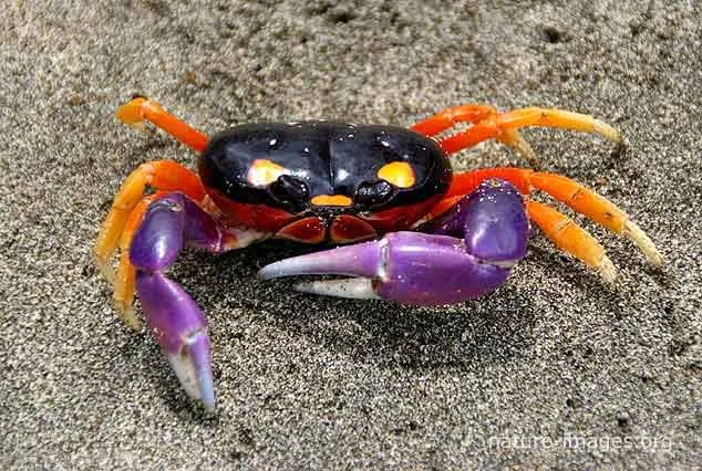 halloween crab biome