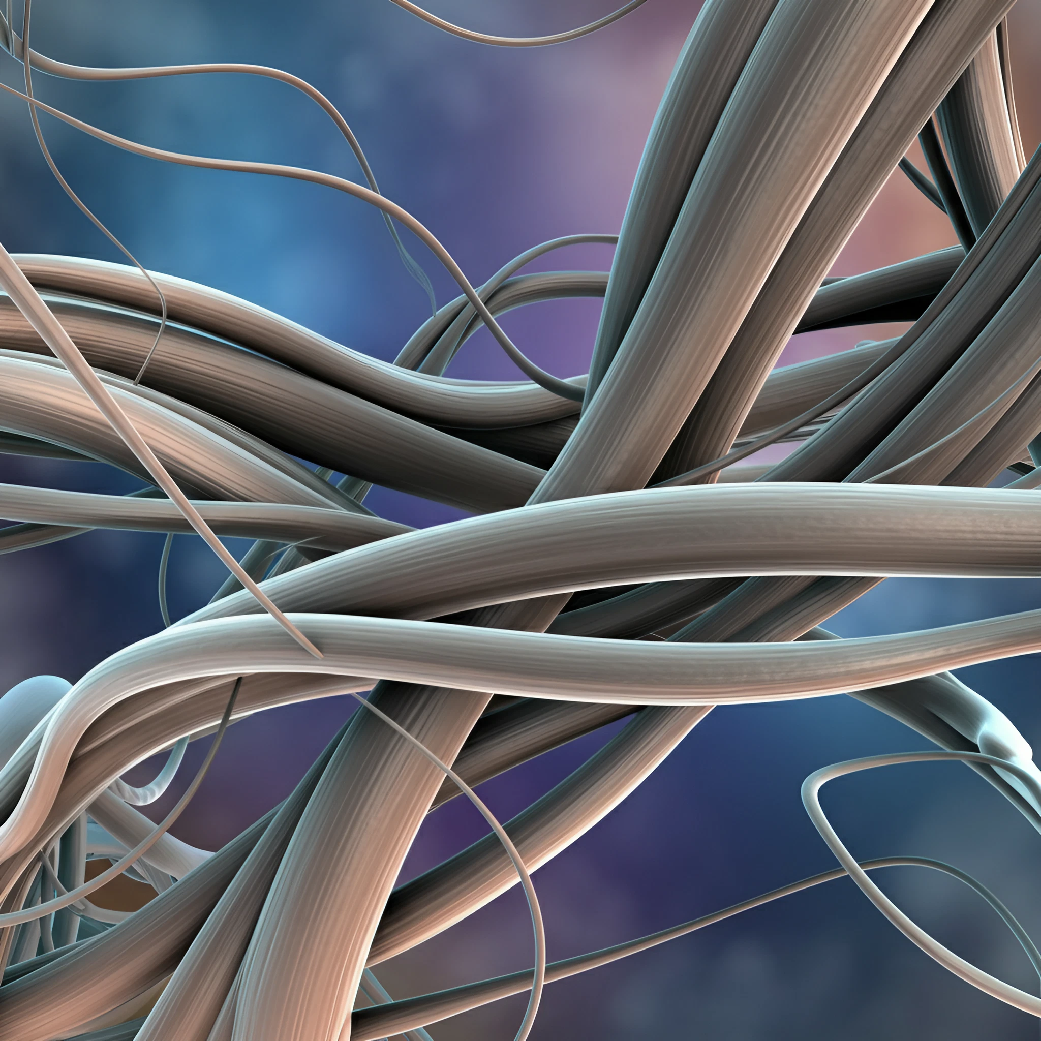 myofibers