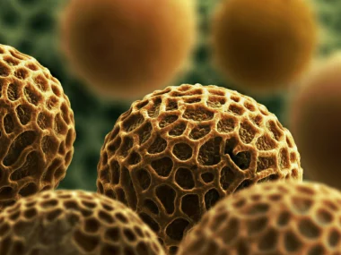 What ancient pollen reveals about Earth’s history